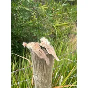 Hairy Rabbit Ears (pack of 10)
