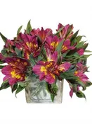 Astranova in a cubed vase