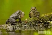 Ameican Toad male calling Tekiela TEK0546