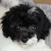 Bichapoo Puppy