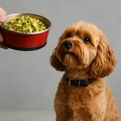 Din Din 4 Dogs Fresh Dog Food