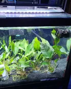 Anubias