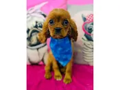 Cavalier King Charles Spaniel – 3931