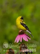 Ameican Goldfinch male on purple coneflower Tekiela IE6S0085.jpg