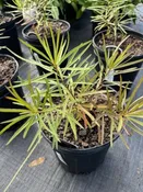 Amsonia Hubrechtii Butterscotch