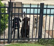 Contest - Banjo, Miley &amp;amp; Spencer Schaeffer-Trimble