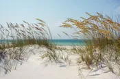 Florida Sand Dunes And Sea Oats At The Beach Wall Mural