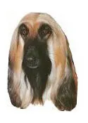 Afghan Hound Vinyl Sticker - Weatherproof Novelty