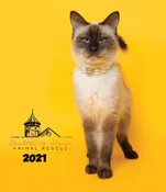 2021 Cat Calendar