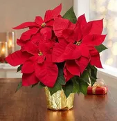 Christmas Poinsettia