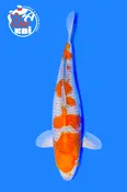 16” Ochiba Shigure