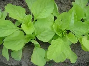 Amaranth: AH90-53