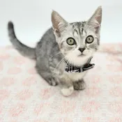 Devon Rex/Munchkin (M)- 31315