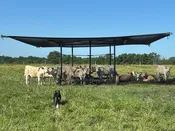 Advantage Portable Shade