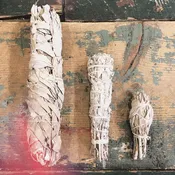 California White Sage