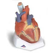 3B 7-Part Heart