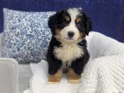 Bernese Mountain Dog – 13926