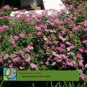 Neon Flash Spiraea - Spiraea japonica 'Neon Flash'