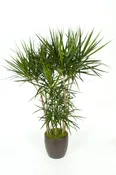 02gal Dracaena Marginatta FL GROWN 3’+ FL