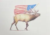 American Elk- PRINT