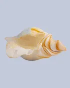 Sand & Sea Flameworked Glass Seashell — Expressive Glass