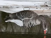 Fully Flocked Specklebelly Goose Silhouettes, 12 Pack