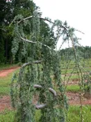 Blue Atlas Cedar, Weeping Serpentine