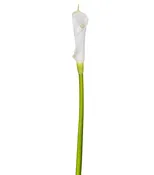 30" Calla Lily Single Flower