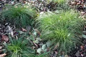 Appalachian Sedge