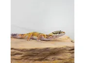 Assorted Leopard Geckos – 18638