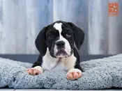 Beabull 2nd Gen