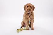Dog Leash — Surf Ride