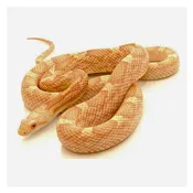 Albino White Sided Black Rat Snakes