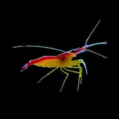 Cleaner Scarlet Skunk Shrimp