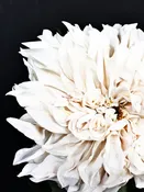 Dahlia 16