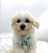 Maltese (F) 14731