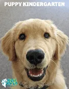Puppy Kindergarten