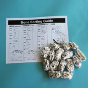 Classpack, 15 REGULAR owl pellets with bone sorting sheet — Mountain Home Biological