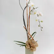 Orchid Paradise v. 2