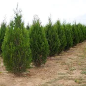 Arborvitae - Thuja 'Virescens'