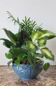 Dish Garden with Green Plants