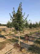 Acer platanoides ‘Emerald Queen’ -Emerald Queen Maple