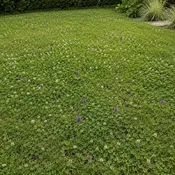 BloomClover | Pollinator Clover Lawn Mix