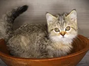 Exotic/Siberian (M) 24881