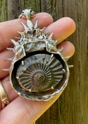 Adriatic Spider Crab Carapace with Ammonite Fossil Negative Treasure - Sterling Silver