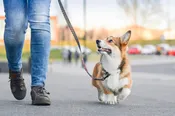 Beginning Family Dog Training