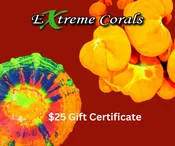 $25 Gift Certificate