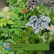 Oregon Grape Holly - Mahonia bealei
