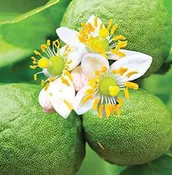 Bergamot Essential Oil