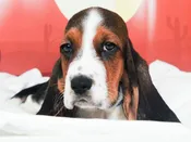 Basset Hound – 49520